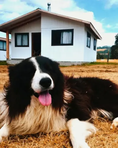 cabañas lanco petfriendly